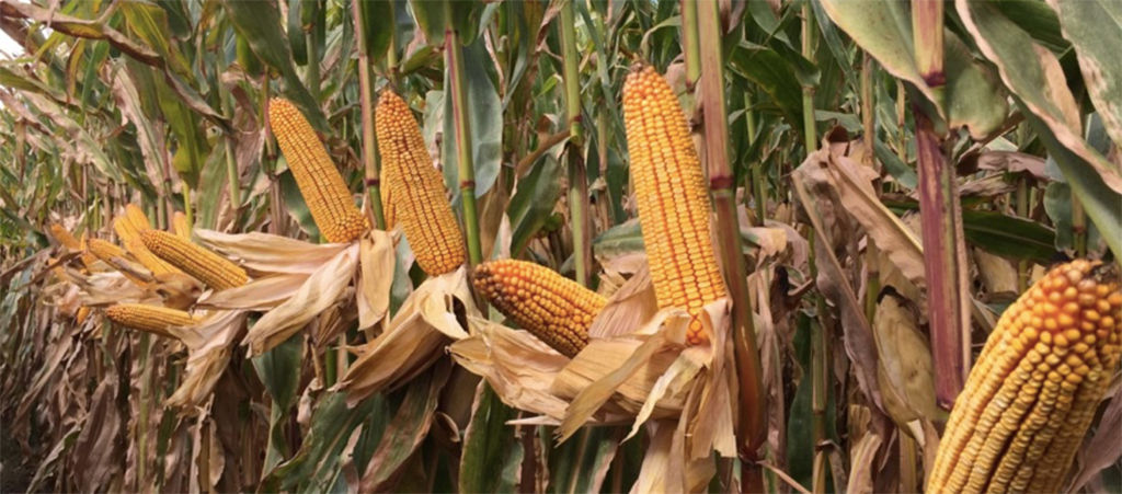 corn field closeup